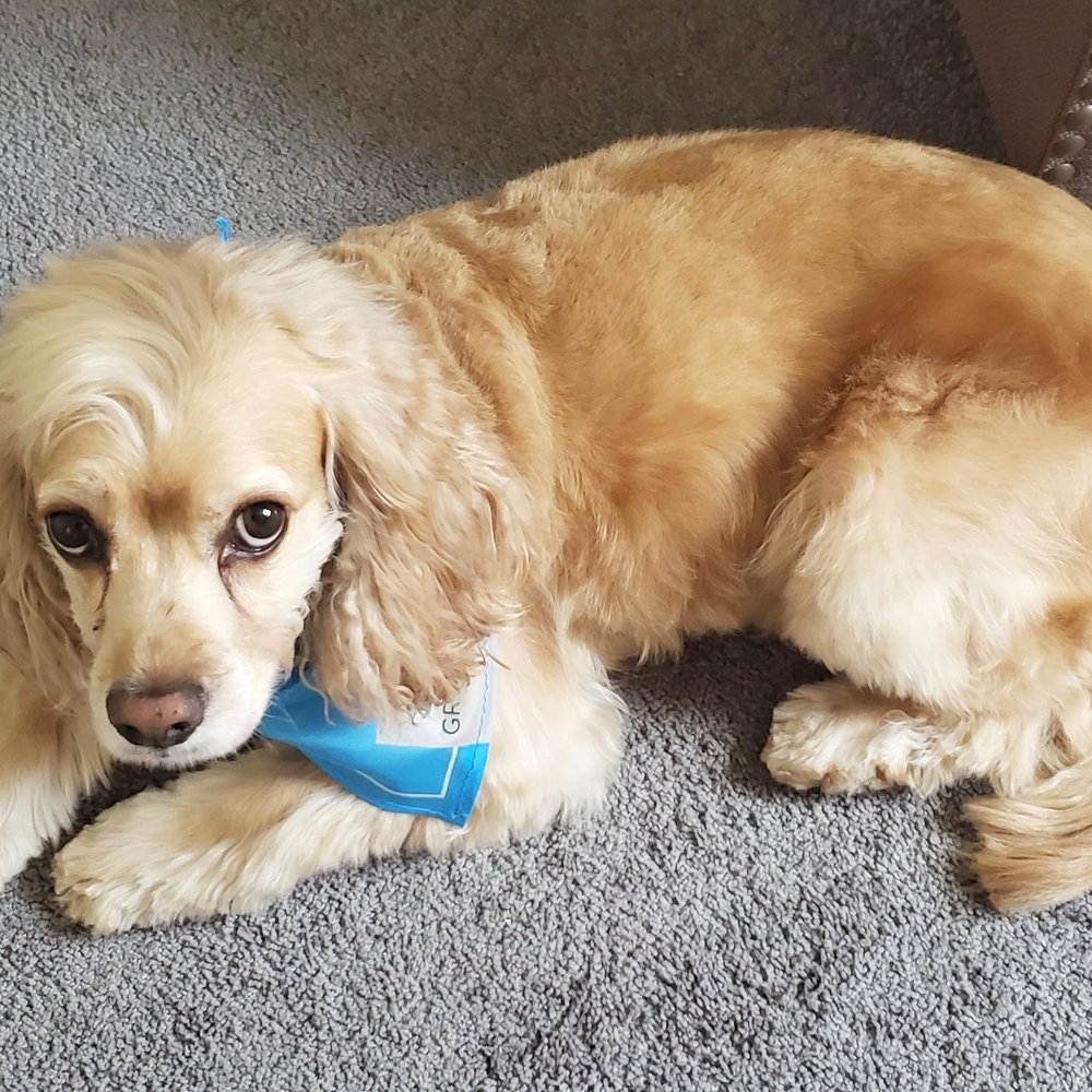 PetSmart - Tobey, after being groomed by the wonderful Kristen 9/30/19 - Pet Stores Near Me - Rancho Cucamonga, California PetSmart - Tobey, after being groomed by the wonderful Kristen 9/30/19 - Pet Stores Near Me - Rancho Cucamonga, California