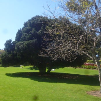 The Domain - A lone tree - Parks Near Me - Sydney, NSW