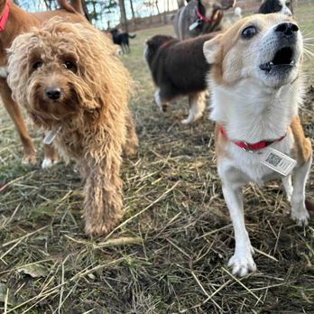 Glencadia Dog Camp - Pet Boarding Near Me - New York, New York Glencadia Dog Camp - Pet Boarding Near Me - New York, New York