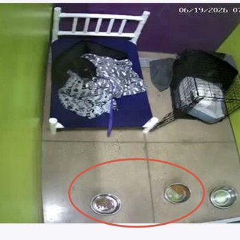 PetSuites Fulshear - Dogs are not fed separately after I requested it. - Pet Training Near Me - Fulshear, Texas PetSuites Fulshear - Dogs are not fed separately after I requested it. - Pet Training Near Me - Fulshear, Texas