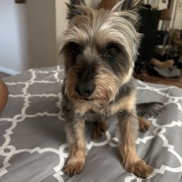 This is Buddy This is Buddy