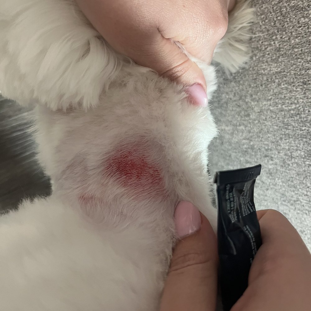Scrape on dogs neck Scrape on dogs neck