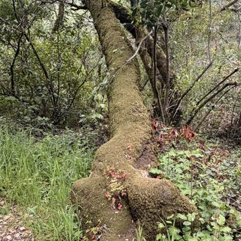 Jack London State Historic Park - Trail - Parks Near Me - Glen Ellen, California Jack London State Historic Park - Trail - Parks Near Me - Glen Ellen, California