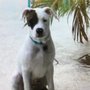 Photo of Treasure Coast Pet Grooming