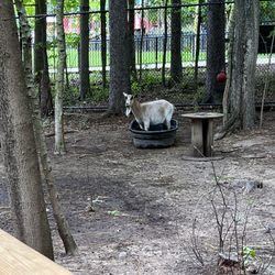 Love this goat