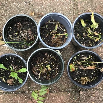 TN Nursery - Ferns photoed 7/21. Bottom left photo shows a volunteer plant - not a fern! - Nurseries & Gardening Near Me - Altamont, Tennessee TN Nursery - Ferns photoed 7/21. Bottom left photo shows a volunteer plant - not a fern! - Nurseries & Gardening Near Me - Altamont, Tennessee