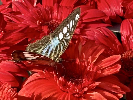 Butterfly Garden by null