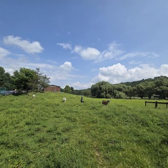 Catskill Animal Sanctuary - Goats in the field - Animal Shelters Near Me - Saugerties, New York Catskill Animal Sanctuary - Goats in the field - Animal Shelters Near Me - Saugerties, New York