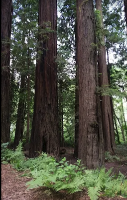 Humboldt Redwoods Inn by null