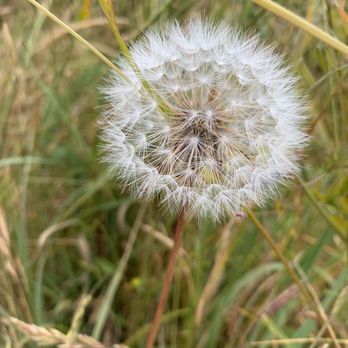 Muir Beach - Dandelion orb. - Parks Near Me - Muir Beach, California Muir Beach - Dandelion orb. - Parks Near Me - Muir Beach, California