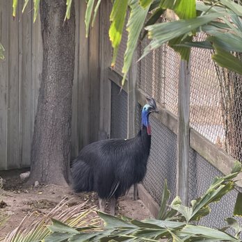 Gladys Porter Zoo - Cassowary - Zoos Near Me - Brownsville, Texas