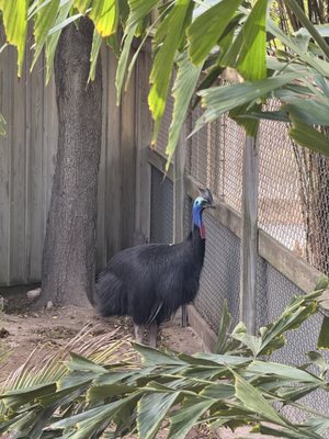 Gladys Porter Zoo by null