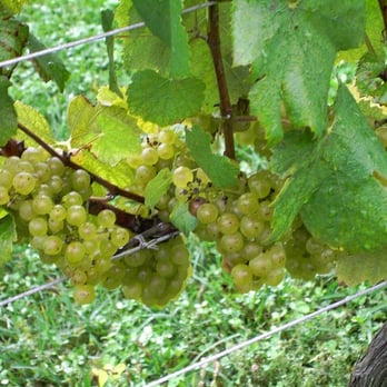 Sakonnet Vineyard - Wineries Near Me - Little Compton, Rhode Island