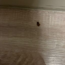 Dead roach Dead roach