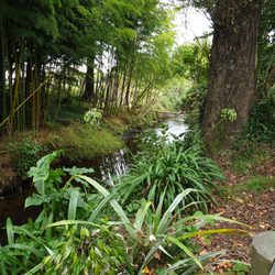 Quarter Acre Cafe - Part of the scenery ... and there's eels in that stream ... no eel on the menu though.