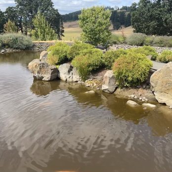 Saffron Fields Vineyard - Wineries Near Me - Yamhill, Oregon