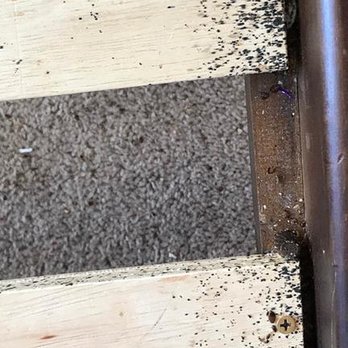 Mountain Pest Control - untitled - Pest Control Near Me - Glenwood Springs, Colorado Mountain Pest Control - untitled - Pest Control Near Me - Glenwood Springs, Colorado