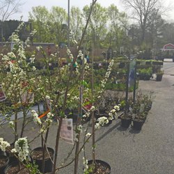 Pike Nurseries