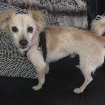 Releash NYC - Before and after of Henry! - Pet Sitting Near Me - New York, New York Releash NYC - Before and after of Henry! - Pet Sitting Near Me - New York, New York