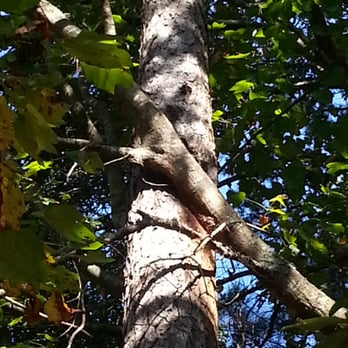 AAA Tree Experts - large limb rubbing against pine tree - Tree Services Near Me - Roswell, Georgia