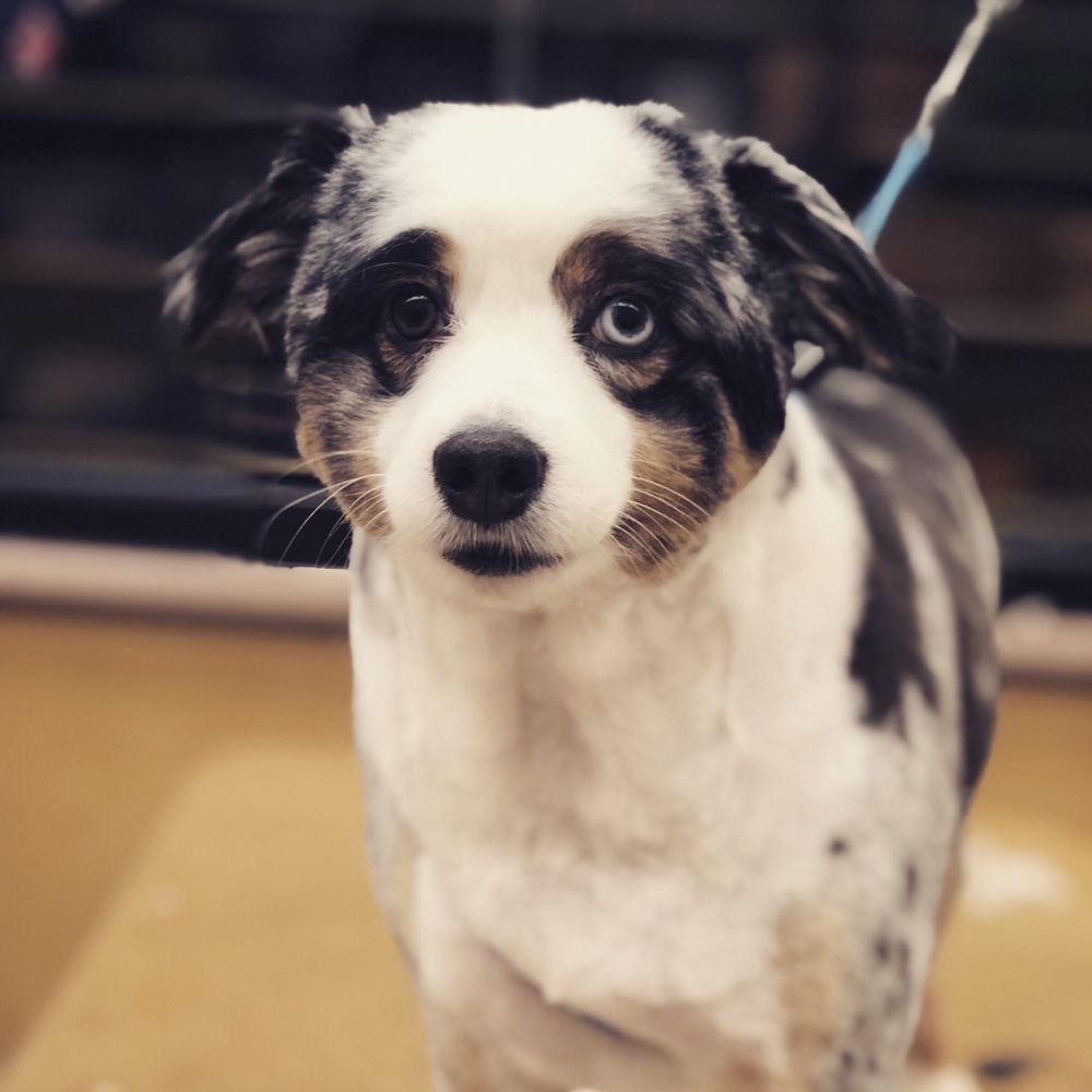 LION TAMER’S SPECIALTY DOG AND CAT GROOMING Updated September 2024