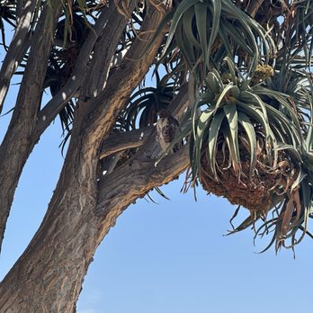 Arboretum and Botanical Garden - We think this was a falcon in the tree - Botanical Gardens Near Me - Fullerton, California Arboretum and Botanical Garden - We think this was a falcon in the tree - Botanical Gardens Near Me - Fullerton, California