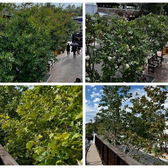 Rod's Tree Service - Before and After June 2022 - Tree Services Near Me