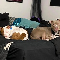 ASPCA Animal Poison Control Center
