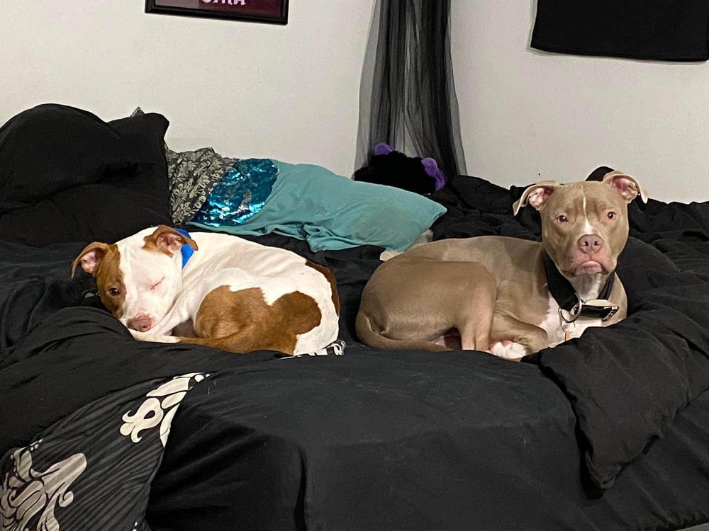 ASPCA Animal Poison Control Center - social services organization in Champaign, IL