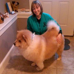 Country Canine Pet Salon - Pooh's first grooming (19Jan2011) post rescue from Ayer's Shelter.