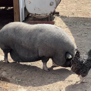 Desert Rose Ranch - Petting Zoos Near Me - Virginia City, Nevada Desert Rose Ranch - Petting Zoos Near Me - Virginia City, Nevada