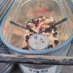 Atwoods Ranch & Home - Cute little chicks