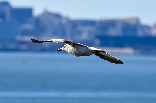 USS Hornet - Sea, Air and Space Museum by null
