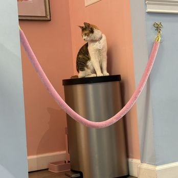 Meow Maison - Themed Cafes Near Me - Washington, DC, District of Columbia