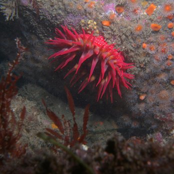 Live2Dive Scuba Company - Scuba Diving Near Me - Samoa, California