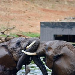 Wild Life Wine Safaris