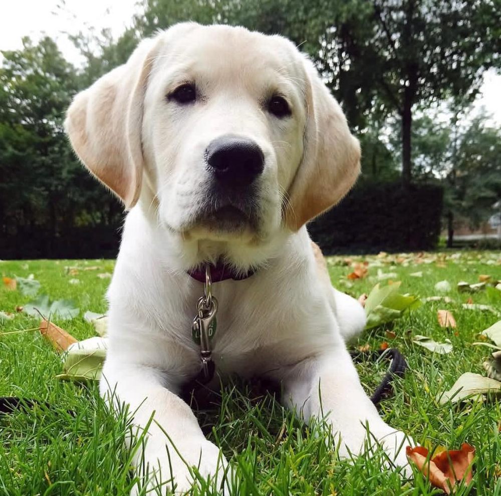 MALTIPOO PET Updated May 2024 600 W Front St, Boise, Idaho Pet
