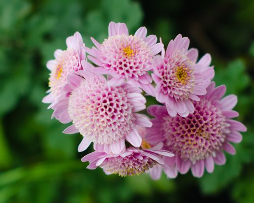 Volunteer Park Conservatory by null