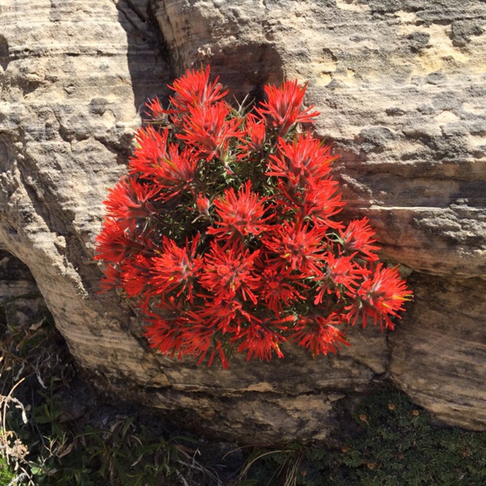 Observation Point - Indian paintbrush blooming alongside trail. - Hiking Near Me - Springdale, Utah Observation Point - Indian paintbrush blooming alongside trail. - Hiking Near Me - Springdale, Utah