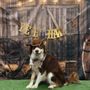 The Pup Camp