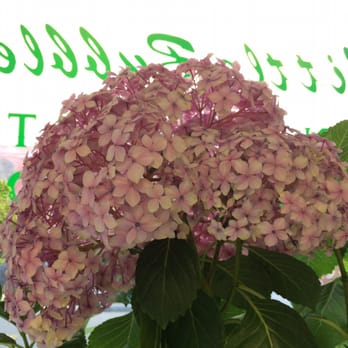 Little Bubbles Coin Wash - hydrangea - Laundry Services Near Me - San Francisco, California Little Bubbles Coin Wash - hydrangea - Laundry Services Near Me - San Francisco, California