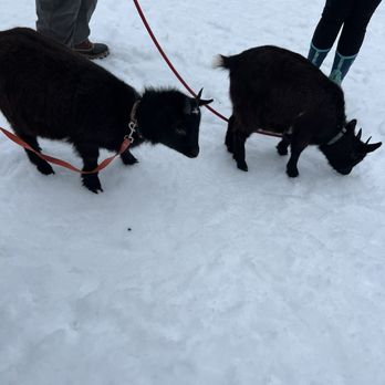 Riverbank Park - Goats at Winterfest 2026 - Parks Near Me - Westbrook, Maine