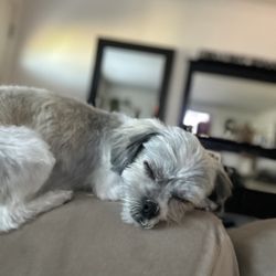 Tattle Tails Dog Grooming