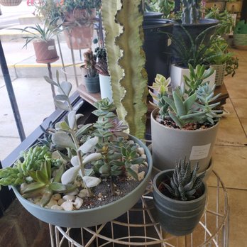 spiraling succulent Spiral Cactus - Cereus forbesii 'Spiralis' - Twisted Rare Succulent main image 1