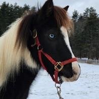 Bold Steps Behavioral Health - grief counselor in Concord, NH