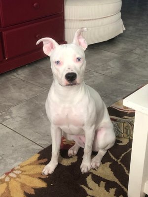 The Snake Pit by null