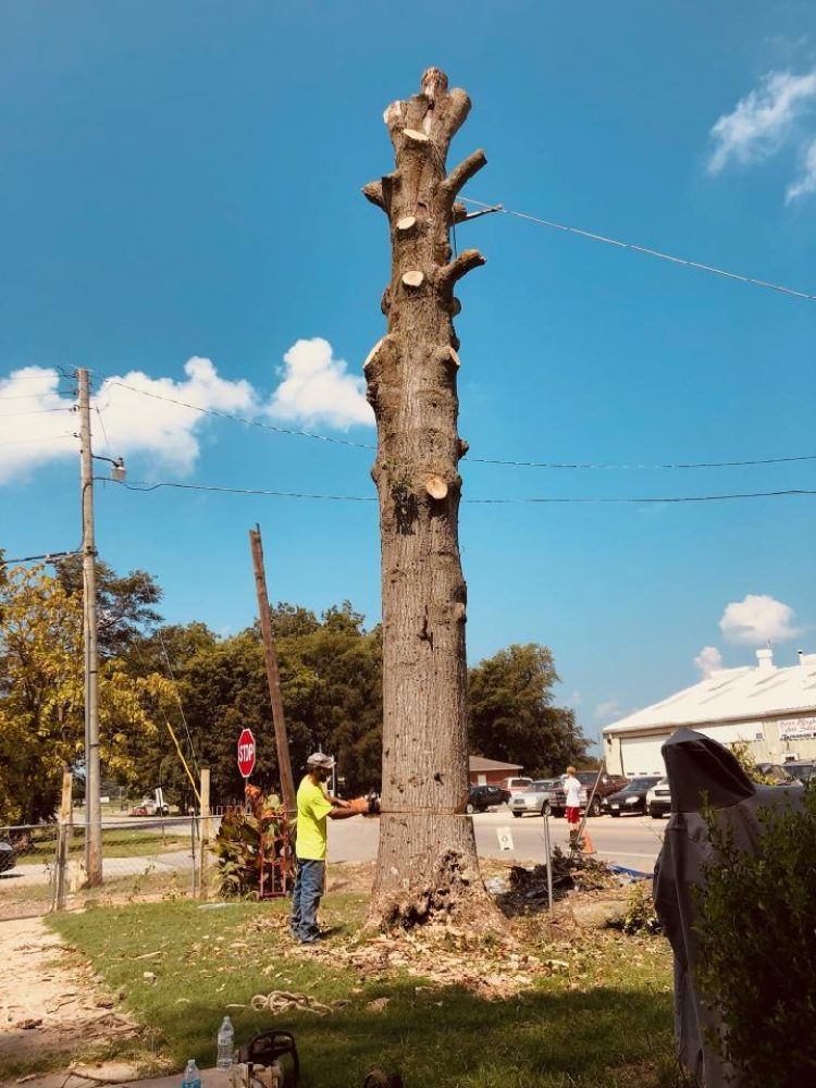 TREE TOP TREE SERVICE Marked Tree, Arkansas Tree Services Phone