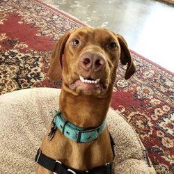 Cap Canine Training