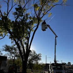 Kiki's Tree Service - Kiki's boom lift in action