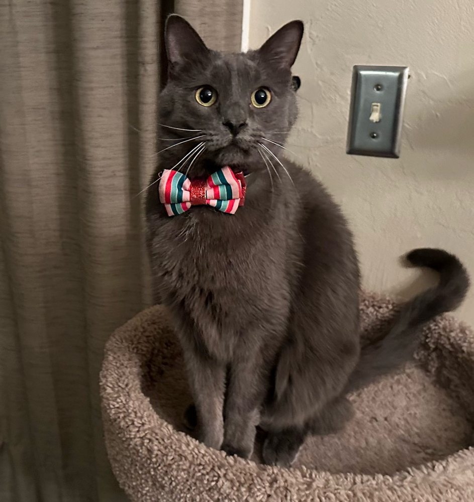 No Stress Pet Sitting Image